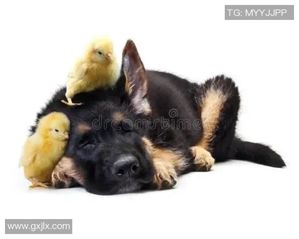 小鸡足球明星名字大全让你了解可爱小鸡的足球世界与精彩故事